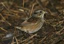 swamp_sparrow_9668