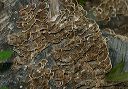 turkey_tail_fungus_6131