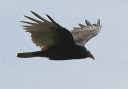 turkey_vulture_9634