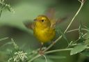 wilson_s_warbler_6265