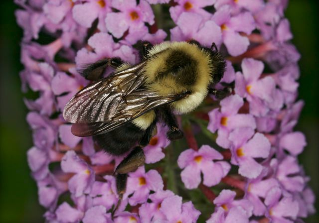 Bombus impatiens Apidae