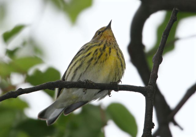 Dendroica tigrina Parulidae