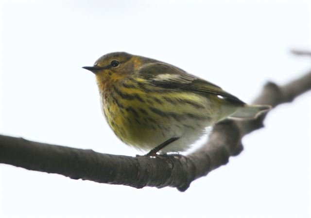 Dendroica tigrina Parulidae