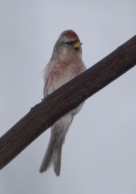 Carduelis flammea Fringillidae