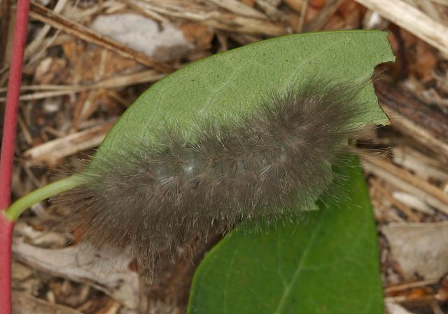 Cycnia sp. Arctiidae