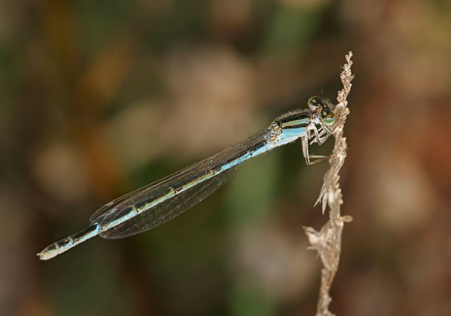 Enallagma civile Coenagrionidae