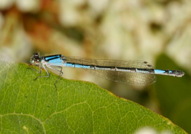 Enallagma aspersum Coenagrionidae