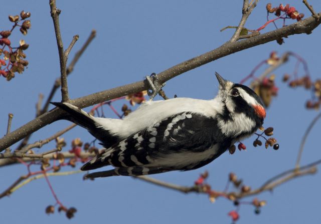 Picoides pubescens Picidae