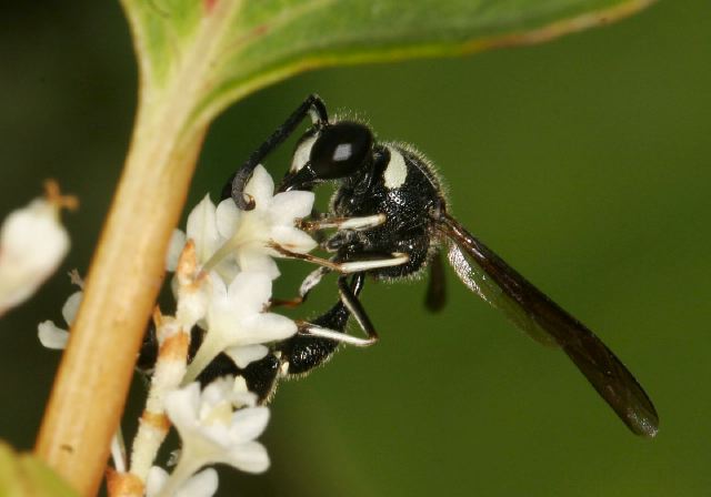 Eumenes fraternus Vespidae