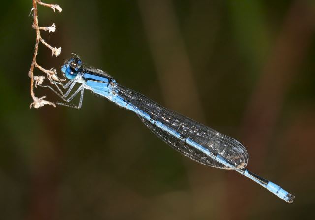 Enallagma civile Coenagrionidae