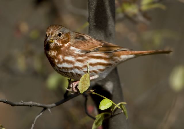 Passerella iliaca Emberizidae