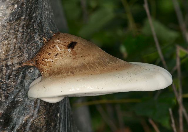 Piptoporus betulinus Fomitopsidaceae