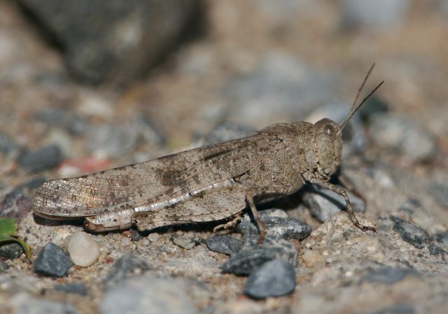 Dissosteira carolina Acrididae