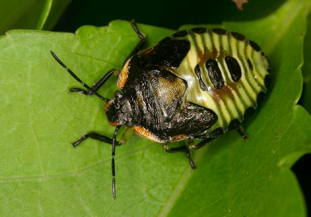 Chinavia hilare Pentatomidae