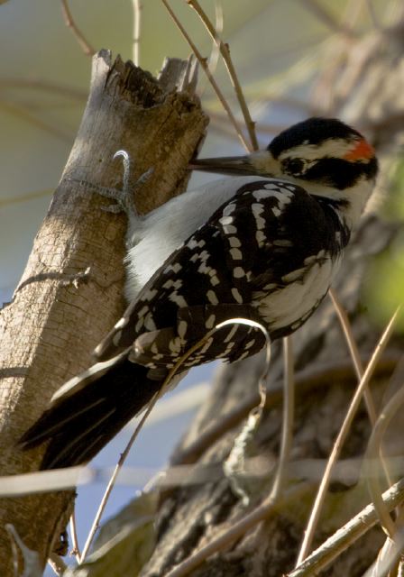 Picoides villosus Picidae