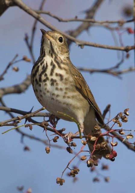 Catharus guttatus Turdidae