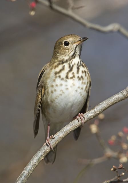 Catharus guttatus Turdidae