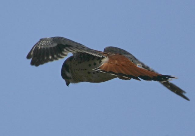 Falco sparverius Falconidae