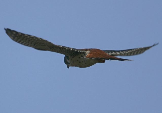 Falco sparverius Falconidae