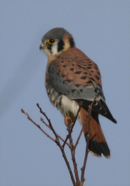 Falco sparverius Falconidae