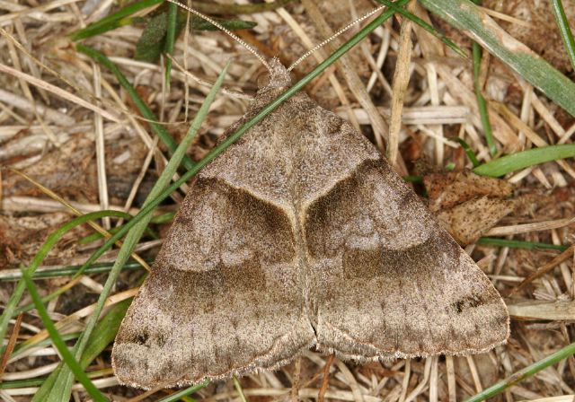 Caenurgina crassiuscula Noctuidae