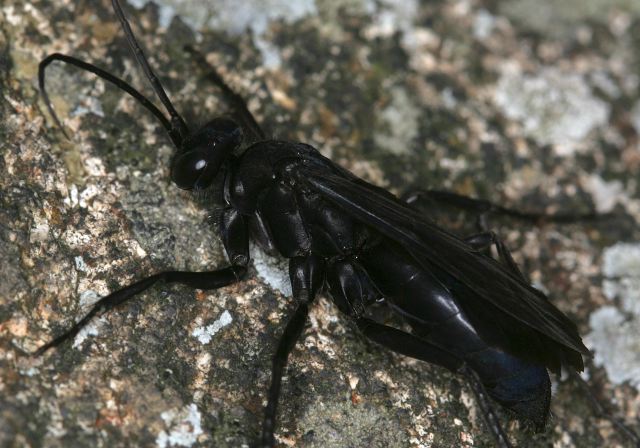 Anoplius sp. Pompilidae