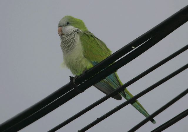 Myiopsitta monachus Psittacidae