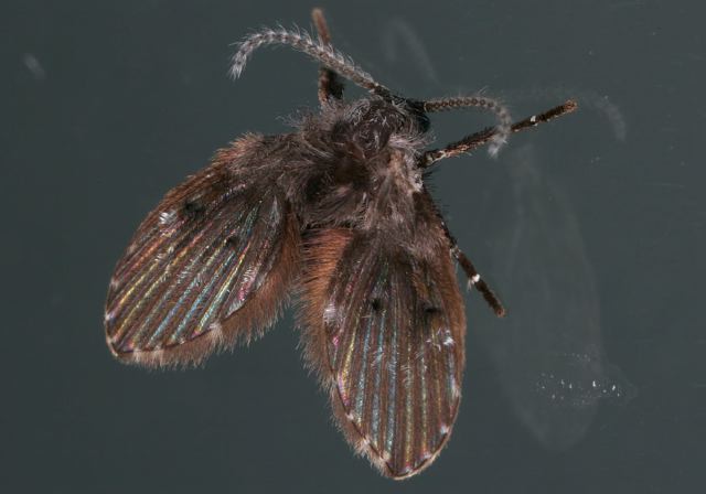   Psychodidae