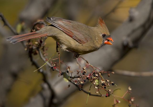 Cardinalis cardinalis Cardinalidae