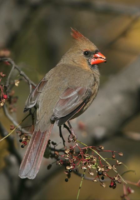 Cardinalis cardinalis Cardinalidae