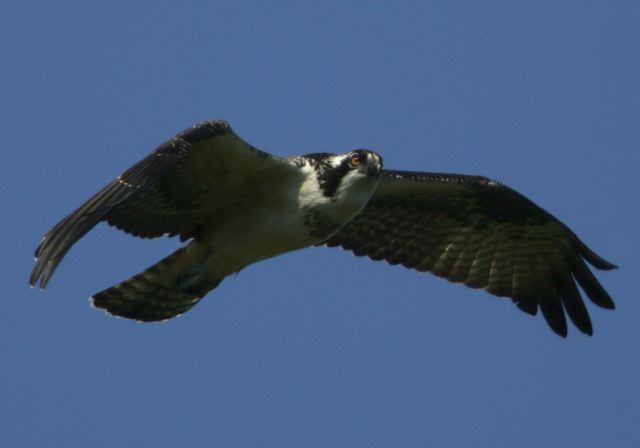 Pandion haliaetus Pandionidae