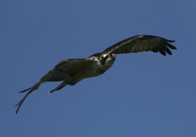 Pandion haliaetus Pandionidae