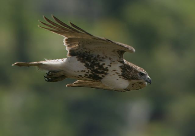 Buteo jamaicensis Accipitridae