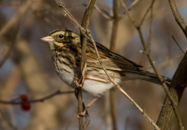 Passerculus sandwichensis Emberizidae