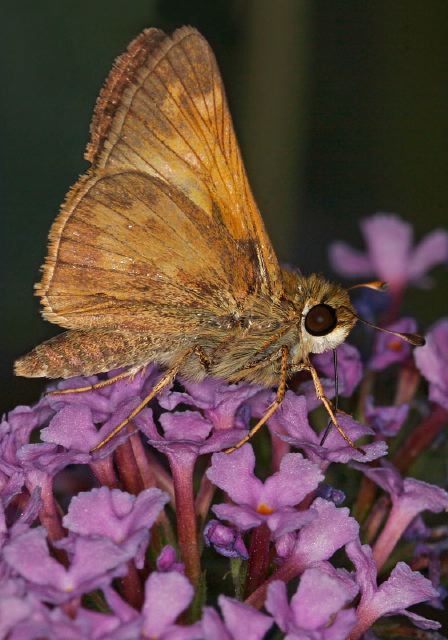 Polites peckius Hesperiidae