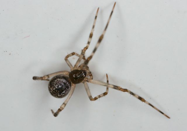   Theridiidae