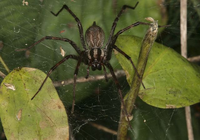 Agelenopsis sp. Agelenidae