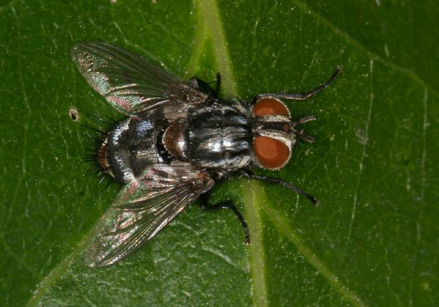 Winthemia sp. Tachinidae