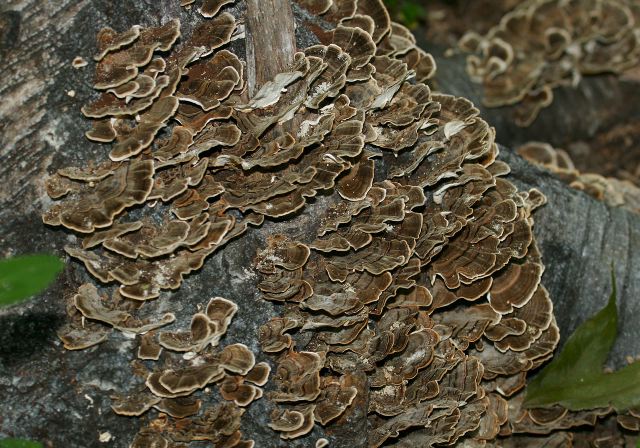 Trametes versicolor Polyporaceae