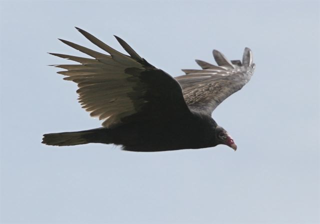 Cathartes aura Cathartidae