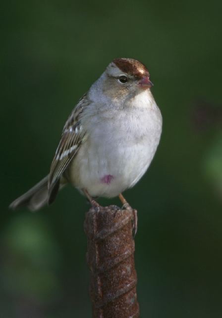 Zonotrichia leucophrys Emberizidae