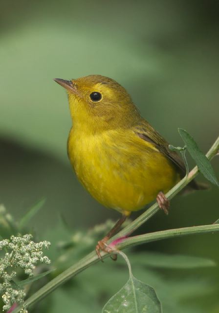 Wilsonia pusilla Parulidae