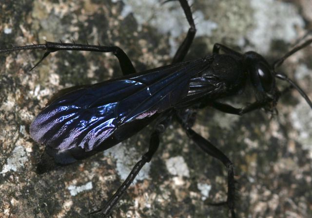 Anoplius sp. Pompilidae