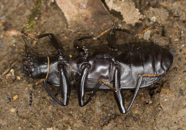 Alobates pennsylvanicus Tenebrionidae