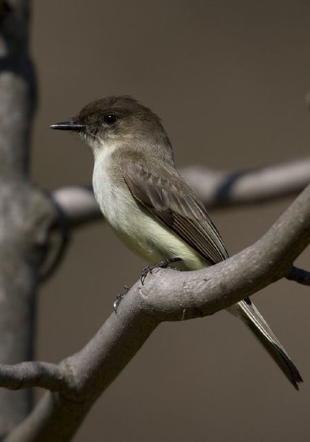 Sayornis phoebe Tyrannidae