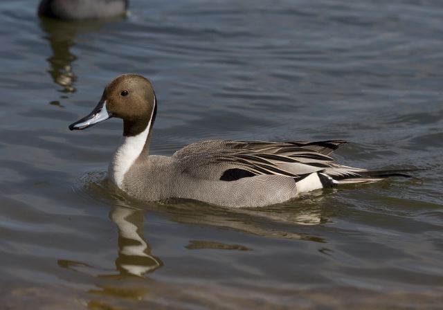 Anas acuta Anatidae