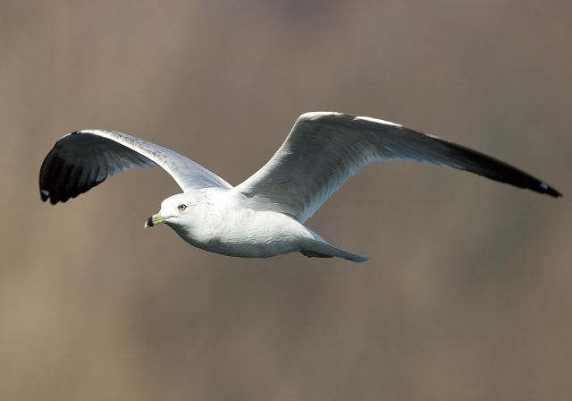 Larus delawarensis Laridae