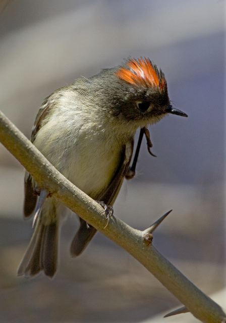 Regulus calendula Regulidae