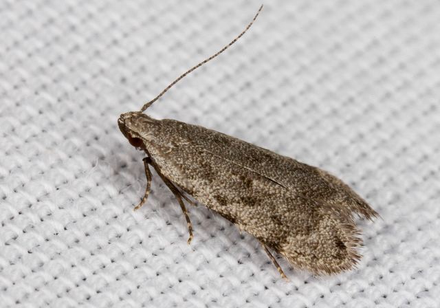 Anacampsis conclusella? Gelechiidae