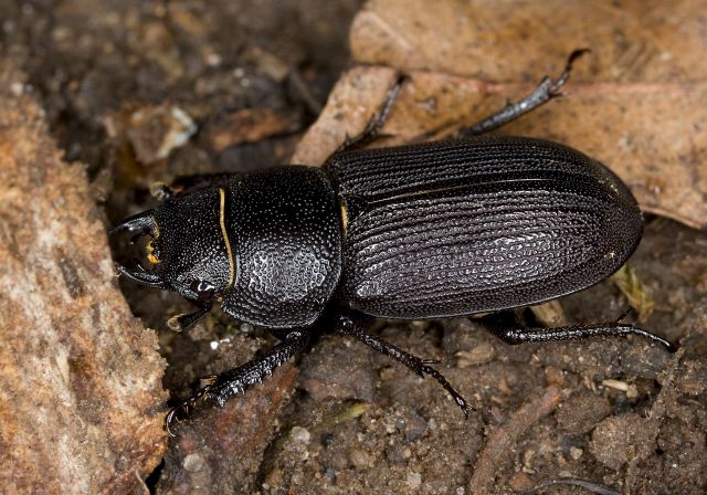 Dorcus parallelus Lucanidae